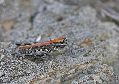 Myrmeleotettix maculatus maculatus